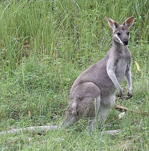 Whiptail wallaby